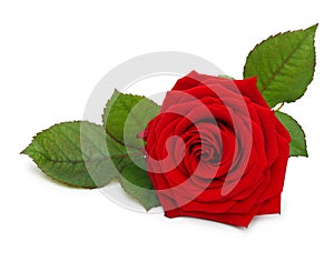 Single red rose flower with leaf