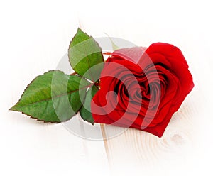 Single red rose flower