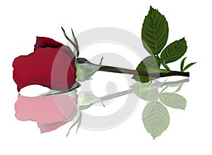 Single red rose flower with reflection on white