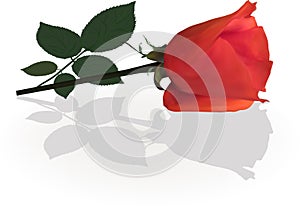 Single red rose flower with shadow on white