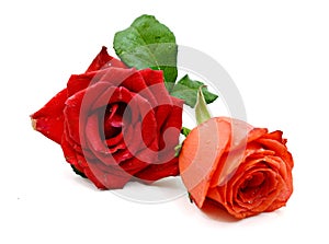 Single red rose flower.