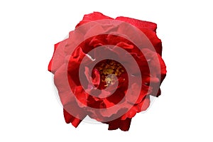 Single red rose flower top view isolated