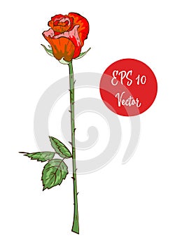 Single red rose flower vector illustration, beautiful red Valentine rose on long stem isolated on white background.