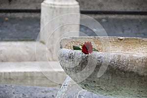 A single red rose in a fontain photo