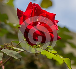 Single Red Rose with green leaves