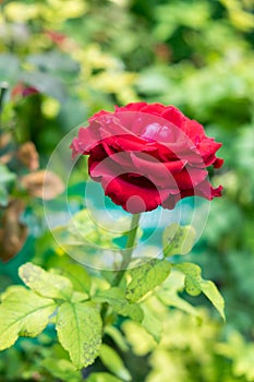 Single red rose on green stalk