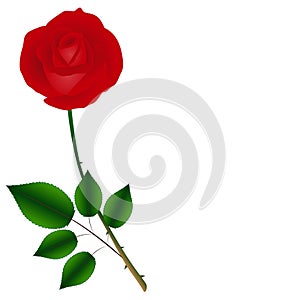 Single red rose on a green stem with leaves isolated on white background.