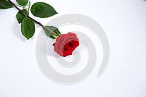 Single red rose on a green stem with leaves, isolated on a white background