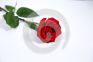 Single red rose on a green stem with leaves, isolated on a white background