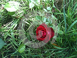 Single Red Rose