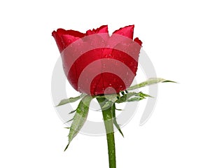 Single red rose isolated on white