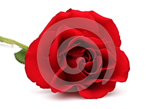 Single red rose isolated on white