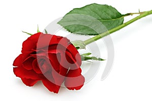 Single red rose isolated on white