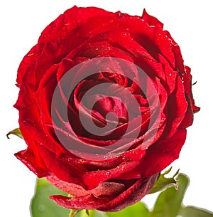 Single red rose, isolated on white