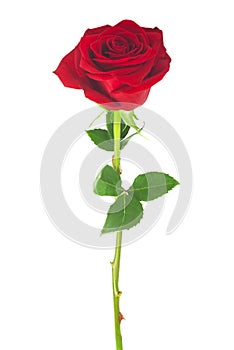 single red rose, isolated on white background