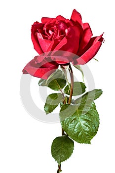 Single red rose isolated on white background