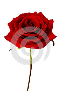 Single red rose isolated on a white background