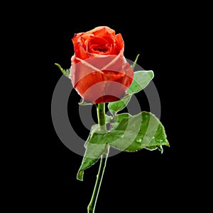 Single red rose isolated on a white background. Beautiful, petal.