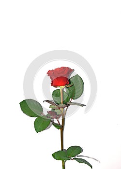 Single red rose isolated on white background. Rose for mothers day, wedding and valentines day. Close up