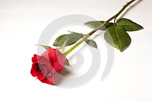 SIngle red rose isolated on white