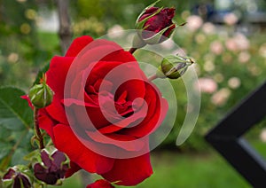 Single red rose with leaves on green background. Perfect flower