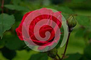 Single red rose with leaves on green background. Perfect flower