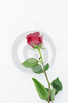 Single red rose on a long stem on a neutral white background