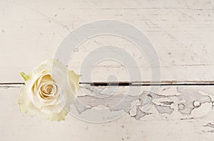 Single red rose over white wooden background.