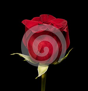 Single Red Rose Profile on Black Back ground