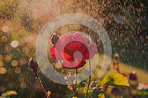 Single red rose during the rain