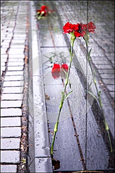 Single red rose on a rainy day leaning against Vietnam memorial photo