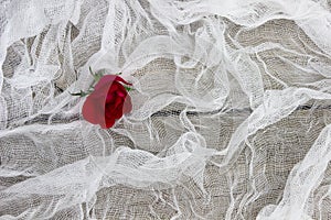 Single red rose on shabby white netting background