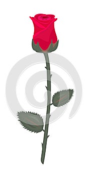 Single red rose with stem and leaves