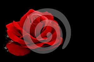 Single red rose to swim on the water- black background