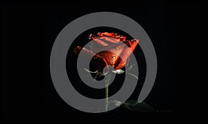 a single red rose with water droplets on it\'s petals in a dark room with a black background and a single green stem in the