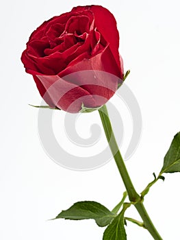 Single red rose on white background