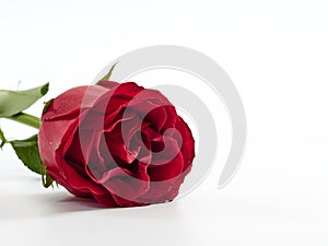 Single red rose on white background