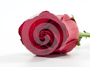 Single red rose on white background