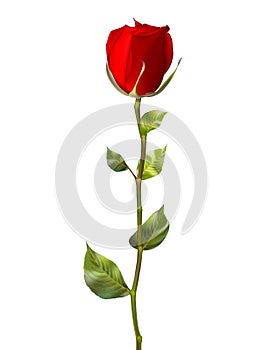 El único rosa roja en blanco. un rectángulo que delimita el área imprimible 10 