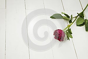 Single Red rose on white floorboards