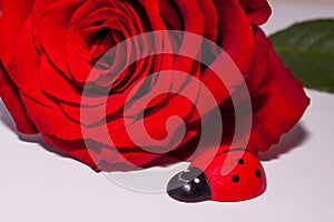 A single red rose with a wooden lady bird