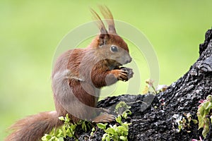 Single Red Squirrel on a tree branch in Poland forest in spring season