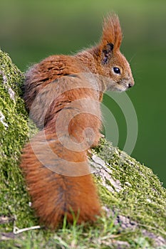 Single Red Squirrel on a tree trunk