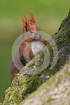 Single Red Squirrel on a tree trunk