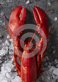 Single red steamed maine lobster on ice