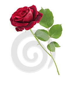 Single Red Stem Rose White Background