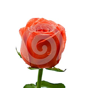 Single Red Stem Rose White Background. Colorful, flower.