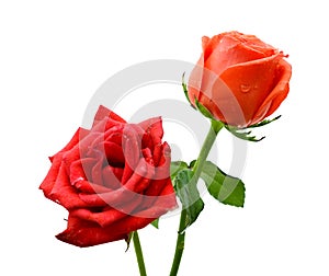 Single Red Stem Rose White Background. Colorful, flower.