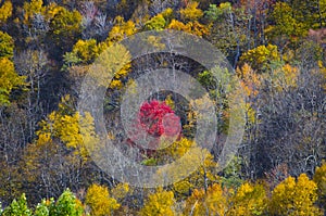 Red tree in autumn on Skyline Drive photo