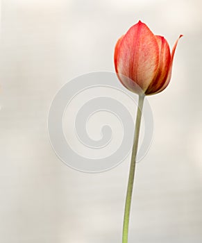 Single red tulip blossom closeup